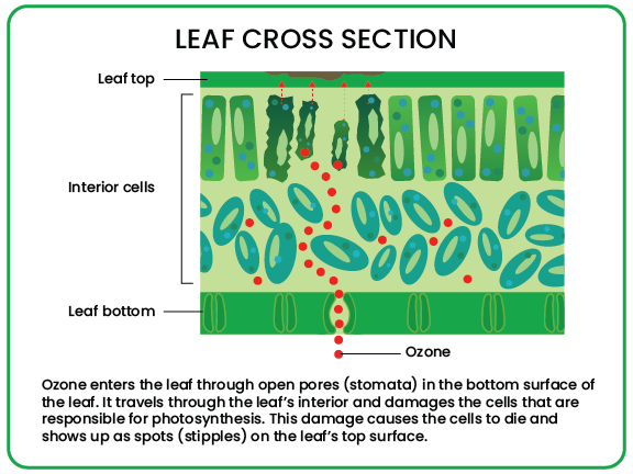 Cross Section of a Leaf