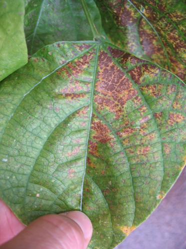 Examples of damage not crossing the leaf veins