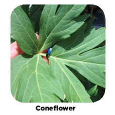 Coneflower bean plant example