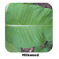 Milkweed bean plant example