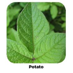 Potato plant example