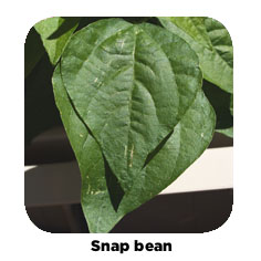 Snap bean plant example